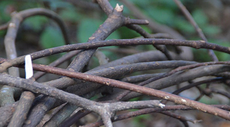 樹(shù)枝樹(shù)杈樹(shù)干