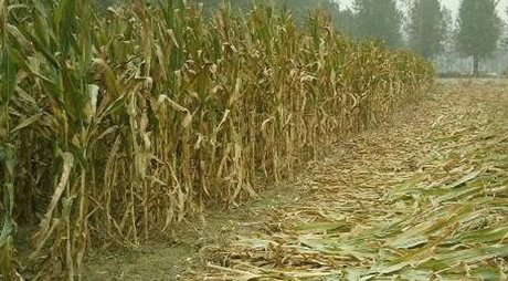 秸稈玉米水稻棉花稈